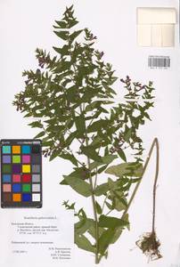 MHA 0 155 404, Шлемник обыкновенный L., Восточная Европа, Центральный район (E4) (Россия)