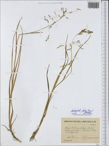 Dupontia fulva (Trin.) Röser & Tkach, Восточная Европа, Северный район (E1) (Россия)