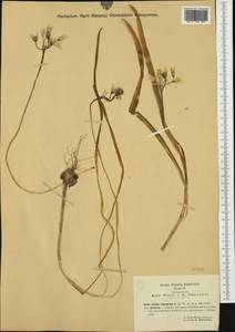 Allium triquetrum L., Западная Европа (EUR) (Италия)