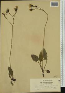 Hieracium murorum subsp. semisilvaticum (Zahn) Zahn, Западная Европа (EUR) (Швейцария)