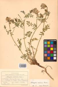 Астрагал приморский Boriss., Сибирь, Дальний Восток (S6) (Россия)