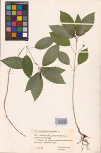 Пролесник многолетний L., Восточная Европа, Белоруссия (E3a) (Белоруссия)