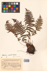 Athyrium fallaciosum Milde, Сибирь, Дальний Восток (S6) (Россия)