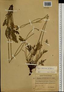 Papaver croceum subsp. chinense (Regel) Rändel, Сибирь, Дальний Восток (S6) (Россия)