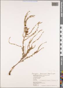 Caroxylon laricinum (Pall.) Tzvelev, Восточная Европа, Восточный район (E10) (Россия)