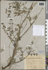 Хохлатка охотская Turcz., Сибирь, Дальний Восток (S6) (Россия)