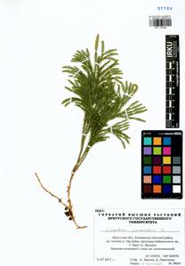 Lycopodium juniperoi00005, Dendrolycopodium juniperoideum (Sw.) A. Haines, Сибирь, Прибайкалье и Забайкалье (S4) (Россия)