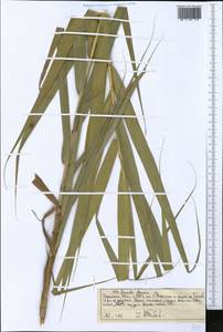 Арундо тростниковый L., Африка (AFR) (Эфиопия)