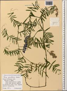 Vicia tenuifolia subsp. subalpina (Grossh.) Zernov, Кавказ, Северная Осетия, Ингушетия и Чечня (K1c) (Россия)