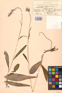 Пальчатокоренник Фукса (Druce) Soó, Восточная Европа, Московская область и Москва (E4a) (Россия)