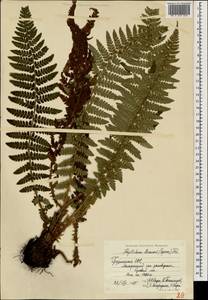 Многорядник Брауна (Spenn.) Fée, Кавказ, Грузия (K4) (Грузия)