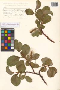 Salix nakamurana subsp. kurilensis (Koidz.) H. Ohashi, Сибирь, Дальний Восток (S6) (Россия)
