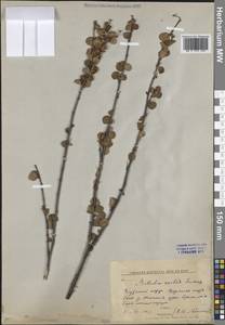 Береза железистая Michx., Сибирь, Якутия (S5) (Россия)