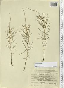 Хвощ полевой L., Сибирь, Чукотка и Камчатка (S7) (Россия)