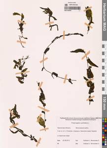 Рдест пронзеннолистный, Рдест стеблеобъемлющий L., Сибирь, Чукотка и Камчатка (S7) (Россия)