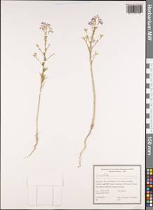 Живокость, Зарубежная Азия (ASIA) (Иран)