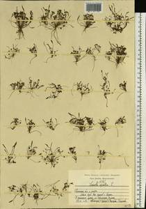 Лужница водяная L., Восточная Европа, Центральный район (E4) (Россия)