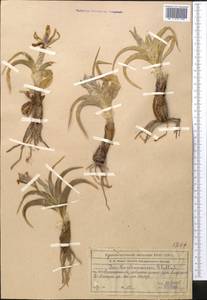 Iris kuschakewiczii B.Fedtsch., Средняя Азия и Казахстан, Северный и Центральный Тянь-Шань (M4) (Казахстан)