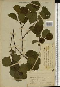 Ольха клейкая, Ольха черная (L.) Gaertn., Восточная Европа, Белоруссия (E3a) (Белоруссия)