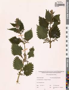 Крапива плосколистная Wedd., Сибирь, Чукотка и Камчатка (S7) (Россия)