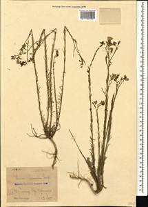 Linum austriacum subsp. squamulosum (Juz.), Кавказ, Черноморское побережье (от Новороссийска до Адлера) (K3) (Россия)