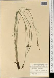 Осока Шмидта Meinsh., Монголия (MONG) (Монголия)