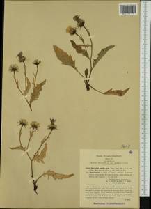 Hieracium humile Jacq., Западная Европа (EUR) (Италия)