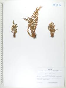 Вудсия полусердцевидная Turcz., Сибирь, Дальний Восток (S6) (Россия)