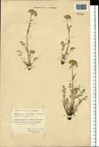 Вздутоплодник волосистый (Turcz. ex Fisch. & C.A.Mey.) Turcz. ex Ledeb., Сибирь, Чукотка и Камчатка (S7) (Россия)