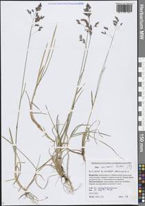 Мятлик Смирнова Roshev., Сибирь, Прибайкалье и Забайкалье (S4) (Россия)
