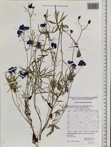 Борец живокостелистный DC., Сибирь, Дальний Восток (S6) (Россия)