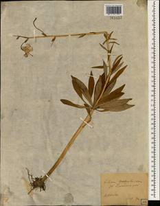 Лилия медеолевидная A.Gray, Зарубежная Азия (ASIA) (Япония)