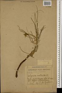 Candollea leptophylla (DC.) Yild., Кавказ, Азербайджан (K6) (Азербайджан)