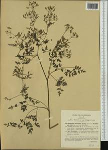 Anthriscus fumarioides (Waldst. & Kit.) Spreng., Западная Европа (EUR) (Италия)