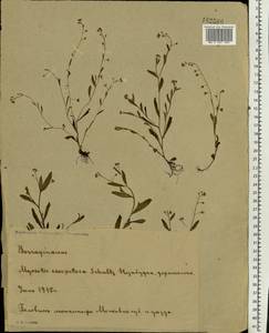 Незабудка рыхлая Lehm., Восточная Европа, Московская область и Москва (E4a) (Россия)