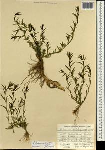 Artemisia dubia var. subdigitata (Mattf.) Y. R. Ling, Монголия (MONG) (Монголия)