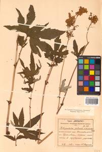 Filipendula digitata (Willd.) Bergmans, Сибирь, Дальний Восток (S6) (Россия)