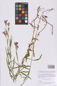 Гвоздика китайская L., Восточная Европа, Московская область и Москва (E4a) (Россия)