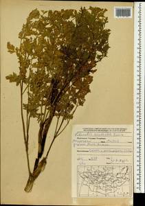 Apiaceae, Монголия (MONG) (Монголия)