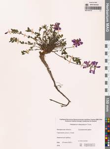 Копеечник щетинистоплодный Turcz., Сибирь, Чукотка и Камчатка (S7) (Россия)