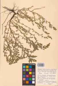 Spirobassia hirsuta (L.) Freitag & G. Kadereit, Восточная Европа, Нижневолжский район (E9) (Россия)