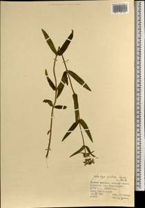 Чистец Ридера Cham., Монголия (MONG) (Монголия)