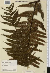 Cyathea erinacea H. Karst., Америка (AMER) (Коста-Рика)
