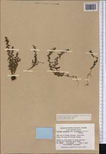 Veronica peregrina var. xalapensis (Kunth) H. St. John, Америка (AMER) (Канада)