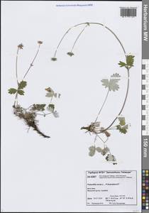 Лапчатка белоснежная, Лапчатка снежная L., Сибирь, Центральная Сибирь (S3) (Россия)