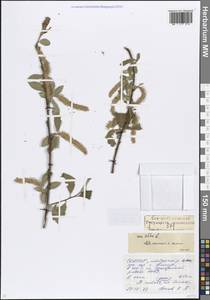 Ива белая, Ветла L., Кавказ, Северная Осетия, Ингушетия и Чечня (K1c) (Россия)