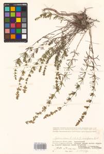 Galium verum × humifusum, Восточная Европа, Нижневолжский район (E9) (Россия)