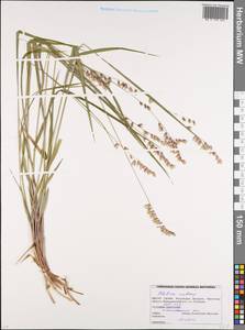 Перловник поникший L., Восточная Европа, Белоруссия (E3a) (Белоруссия)