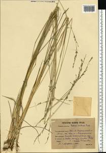 Lolium pratense (Huds.) Darbysh., Восточная Европа, Восточный район (E10) (Россия)