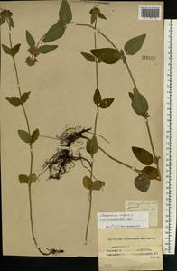 Пахучка обыкновенная L., Восточная Европа, Средневолжский район (E8) (Россия)